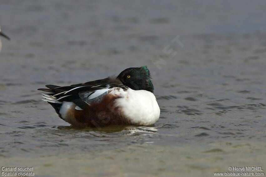 Canard souchet mâle adulte nuptial