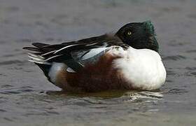 Northern Shoveler