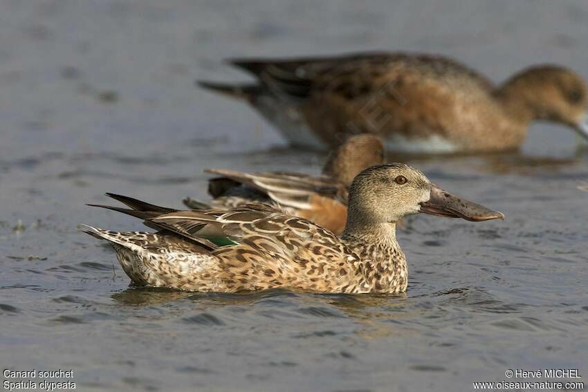 Canard souchet femelle adulte internuptial