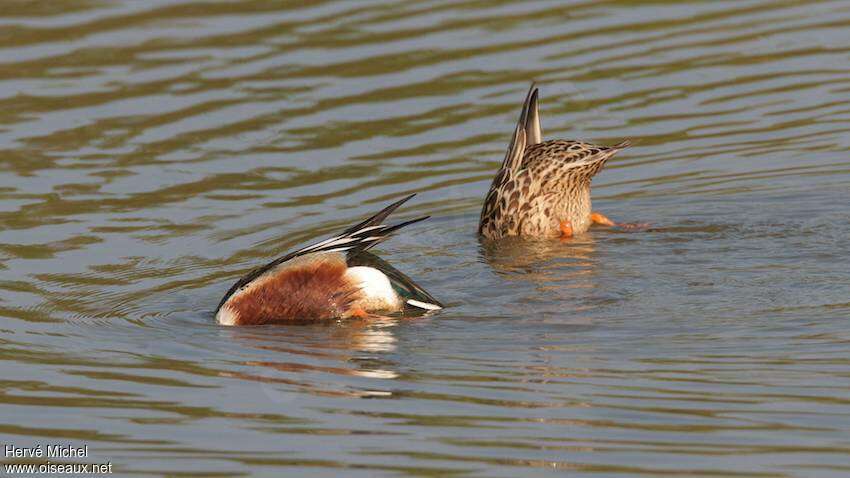 Northern Shoveleradult, fishing/hunting