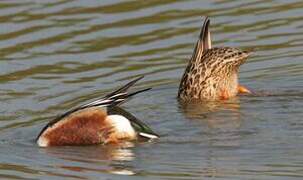 Canard souchet