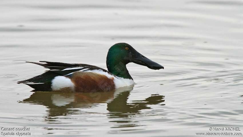 Northern Shoveler male adult breeding