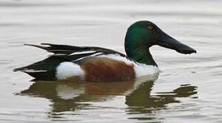 Northern Shoveler