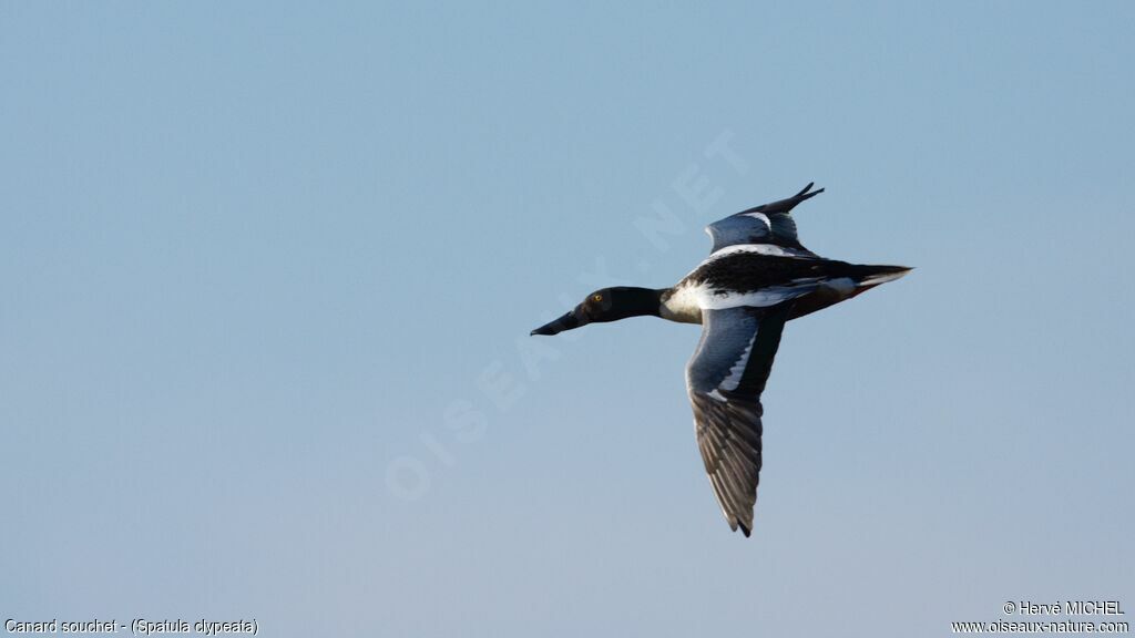 Northern Shoveler male adult breeding