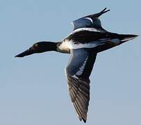 Northern Shoveler