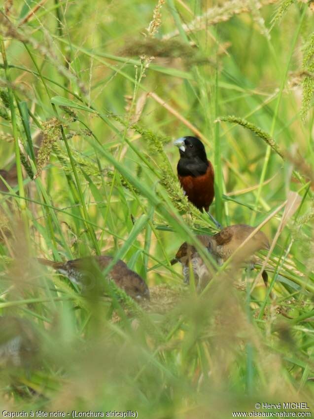 Chestnut Munia male adult