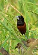 Chestnut Munia