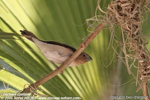 African Silverbill