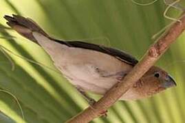 African Silverbill