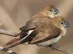 African Silverbill