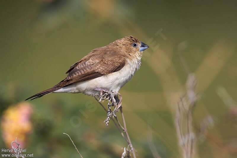 Capucin bec-d'argentadulte, identification