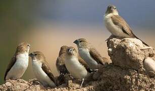 African Silverbill