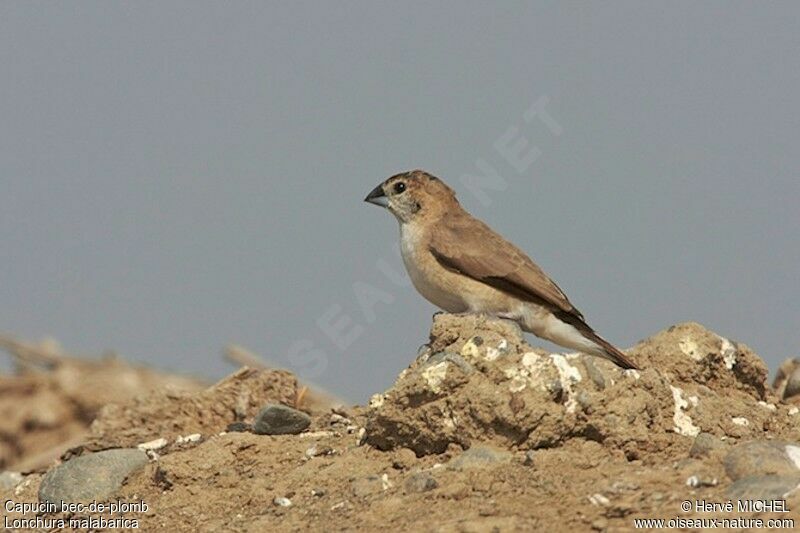 Indian Silverbilladult, identification