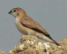 Indian Silverbill