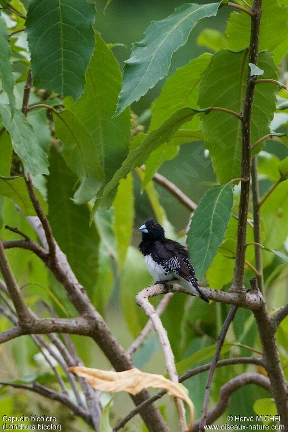 Black-and-white Mannikinadult