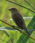 Scaly-breasted Munia