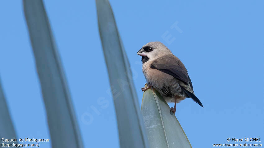 Madagascar Mannikinadult