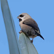 Madagascan Mannikin