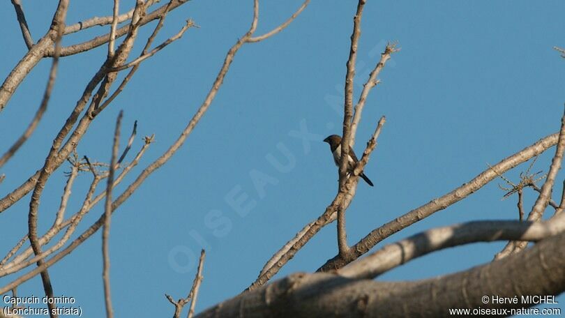 White-rumped Munia