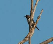 White-rumped Munia