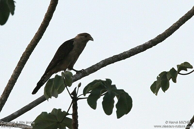 Caracara à tête jaune, identification