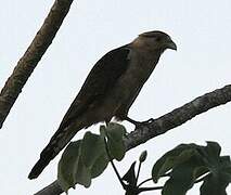 Yellow-headed Caracara