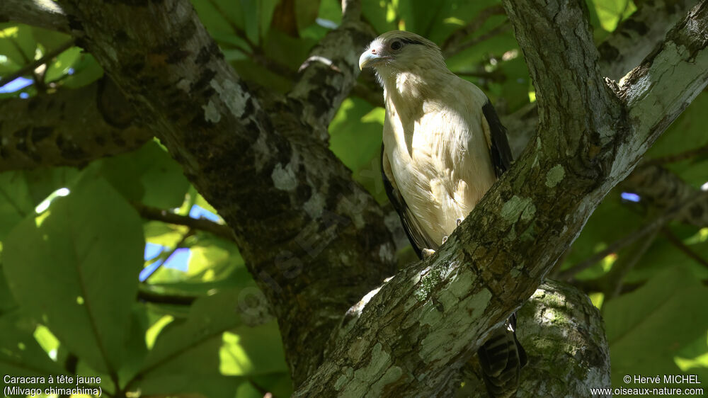 Yellow-headed Caracara