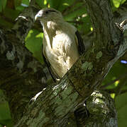 Yellow-headed Caracara