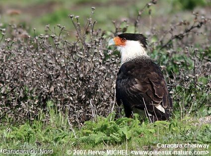 Northern Crested Caracaraadult