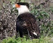 Northern Crested Caracara