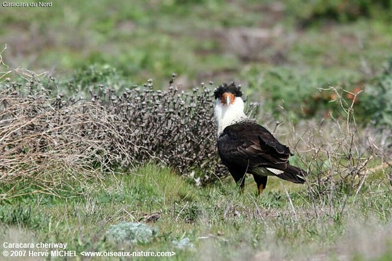 Crested Caracara (cheriway)adult breeding