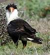 Caracara du Nord