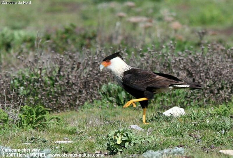 Caracara du Nordadulte nuptial