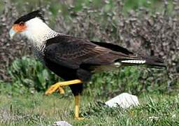 Caracara du Nord