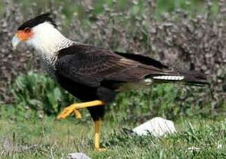 Caracara du Nord