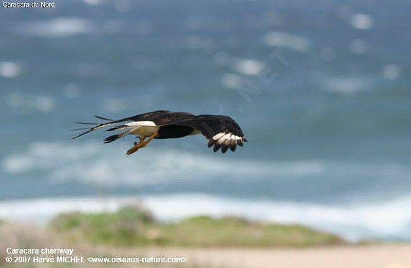 Northern Crested Caracaraadult breeding