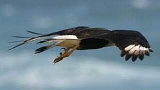 Northern Crested Caracara