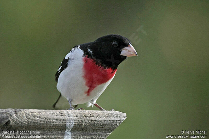 Rose-breasted Grosbeak male adult breeding