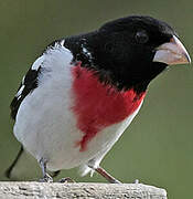 Rose-breasted Grosbeak