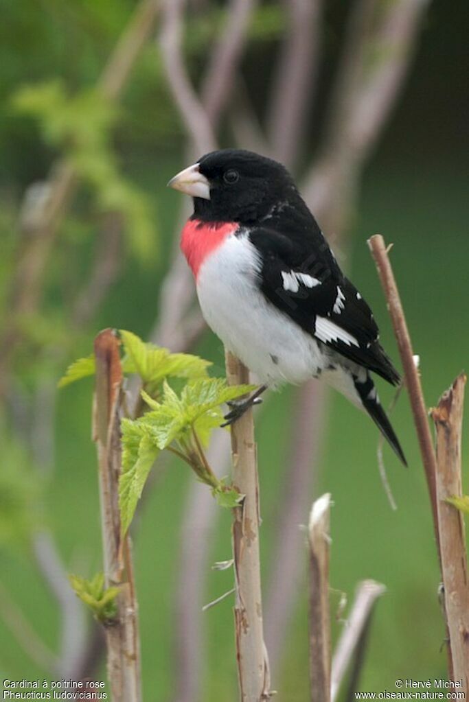 Rose-breasted Grosbeakadult breeding