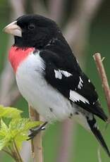 Cardinal à poitrine rose