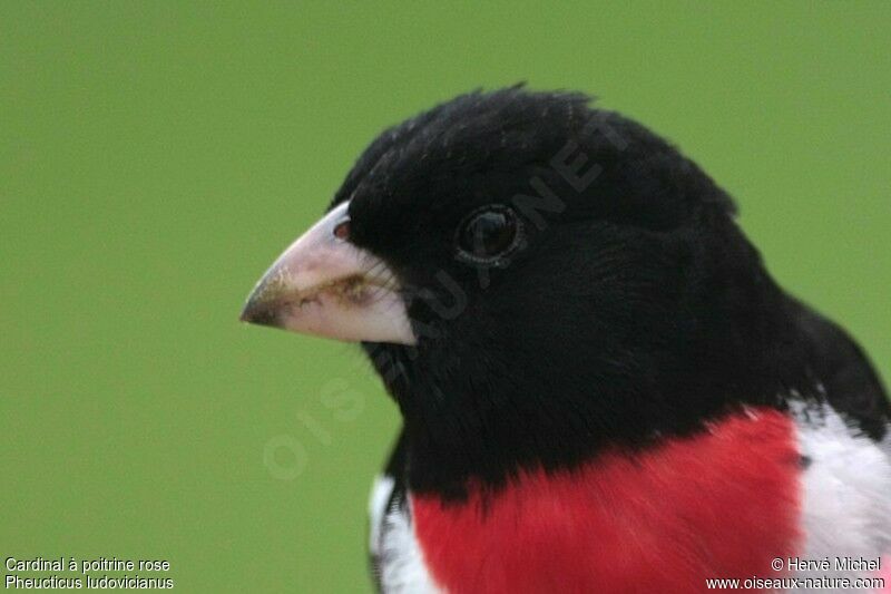 Rose-breasted Grosbeakadult breeding