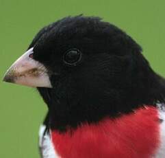 Cardinal à poitrine rose