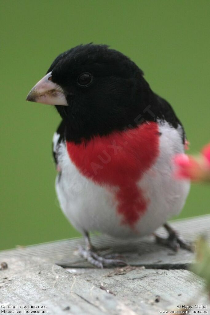 Rose-breasted Grosbeakadult breeding