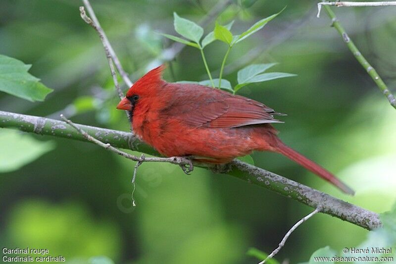 Cardinal rouge mâle adulte nuptial