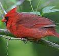 Cardinal rouge