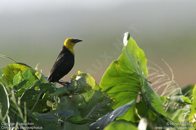 Yellow-hooded Blackbird male adult, identification