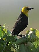 Yellow-hooded Blackbird