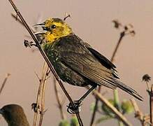 Yellow-hooded Blackbird