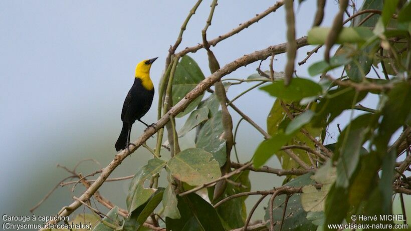 Yellow-hooded Blackbird